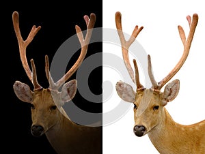 Barasingha deer on dark and white background