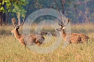 Barasingha deer in the nature habitat in India