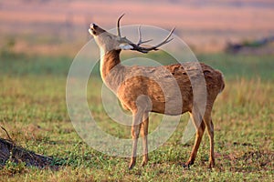 Barasingha deer in the nature habitat in India