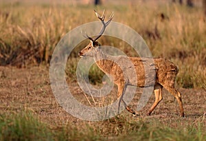 Barasingha deer in the nature habitat in India