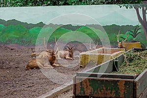 The Barasingha deer or Rucervus Duvaucelii