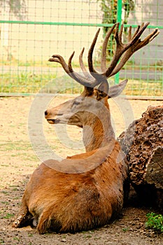 Barasingha deer Rucervus Duvaucelii