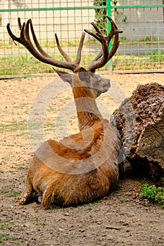 Barasingha deer Rucervus Duvaucelii