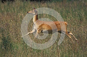 Barasingha Deer or Swamp Deer, cervus duvauceli, Female running