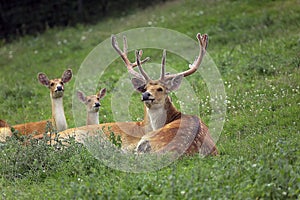 BARASINGHA DEER OR SWAMP DEER cervus duvauceli, MALE WITH FEMALES