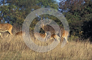 Barasingha Deer or Swamp Deer, cervus duvauceli, Male with Females