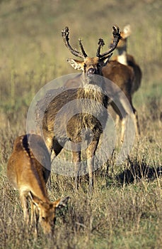 Barasingha Deer or Swamp Deer, cervus duvauceli, Male and Females
