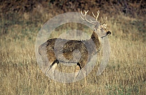 BARASINGHA DEER OR SWAMP DEER cervus duvauceli, MALE STANDING IN DRY GRASS