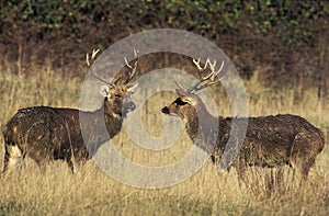 BARASINGHA DEER OR SWAMP DEER cervus duvauceli, MALES, INDIA