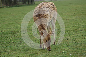 Barasingha - Rucervus duvaucelii