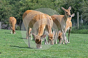 Barasingha rucervus duvaucelii deer