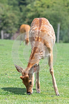 Barasingha rucervus duvaucelii deer