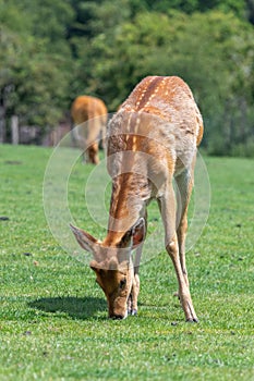 Barasingha rucervus duvaucelii deer