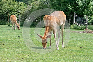 Barasingha rucervus duvaucelii deer