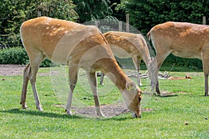 Barasingha rucervus duvaucelii deer