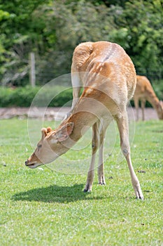 Barasingha rucervus duvaucelii deer