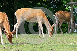 Barasingha (rucervus duvaucelii) deer