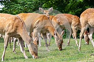 Barasingha (rucervus duvaucelii) deer