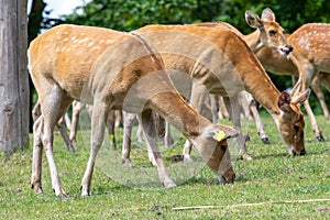 Barasingha (rucervus duvaucelii) deer