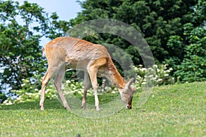 Barasingha (rucervus duvaucelii) deer