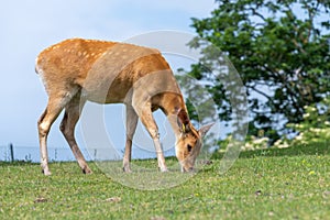 Barasingha (rucervus duvaucelii) deer