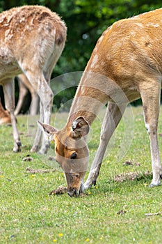 Barasingha rucervus duvaucelii deer