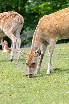 Barasingha rucervus duvaucelii deer