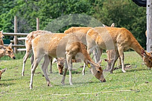 Barasingha rucervus duvaucelii deer