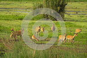 Barasingha or Rucervus duvaucelii or Swamp deer family in group a elusive and vulnerable animal in landscape of chuka ecotourism