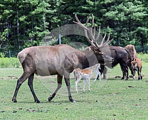 Barasingha Rucervus Duvaucelii or Swamp Deer in Hamilton Safari, Ontario, Canada