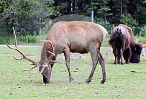 Barasingha Rucervus Duvaucelii or Swamp Deer in Hamilton Safari, Ontario, Canada