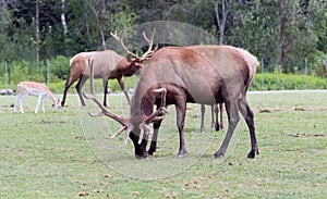 Barasingha Rucervus Duvaucelii or Swamp Deer in Hamilton Safari, Ontario, Canada