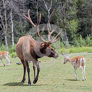 Barasingha Rucervus Duvaucelii or Swamp Deer in Hamilton Safari, Ontario, Canada