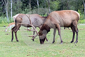 Barasingha Rucervus Duvaucelii or Swamp Deer in Hamilton Safari, Ontario, Canada