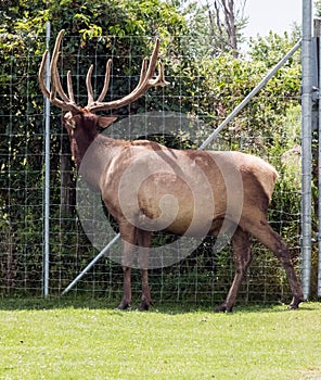 Barasingha Rucervus Duvaucelii or Swamp Deer in Hamilton Safari, Ontario, Canada