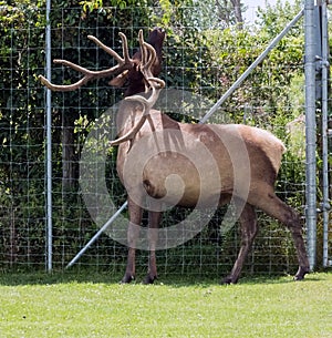 Barasingha Rucervus Duvaucelii or Swamp Deer in Hamilton Safari, Ontario, Canada