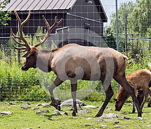 Barasingha Rucervus Duvaucelii or Swamp Deer in Hamilton Safari, Ontario, Canada