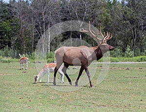 Barasingha Rucervus Duvaucelii or Swamp Deer in Hamilton Safari, Ontario, Canada