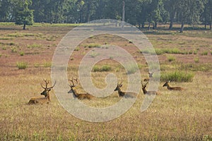 Barasingha Stag Party