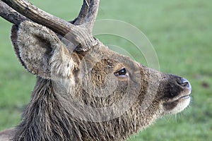 Barasingha Swamp Deer