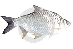 The Barb of Cyprinidae fish.
