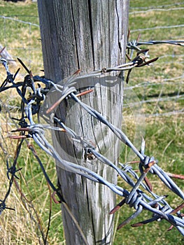 Barb wire