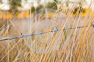 Barb Wire Country Fence