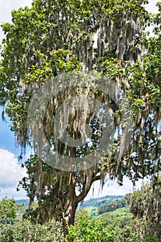 Barba Viejo or Old Manâ€™s Beard tree in Miraflor nature reserve in Nicaragua