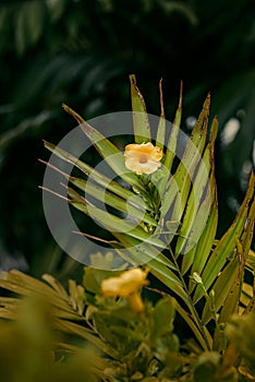 Barbadian flowering plant (Thevetia peruviana) located in Christ Church Barbados