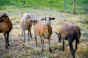 Barbado Blackbelly Sheep photo