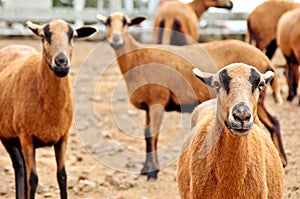 Barbado Blackbelly Sheep focusing the attention photo