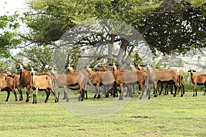 Barbados Black Belly Sheep