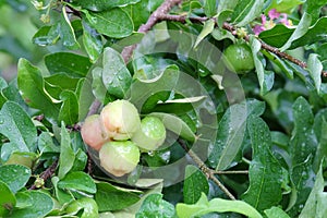 Barbados cherry, fresh Barbados cherry with raindrop