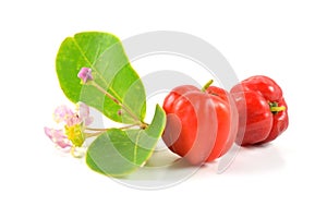 Barbados cherry photo